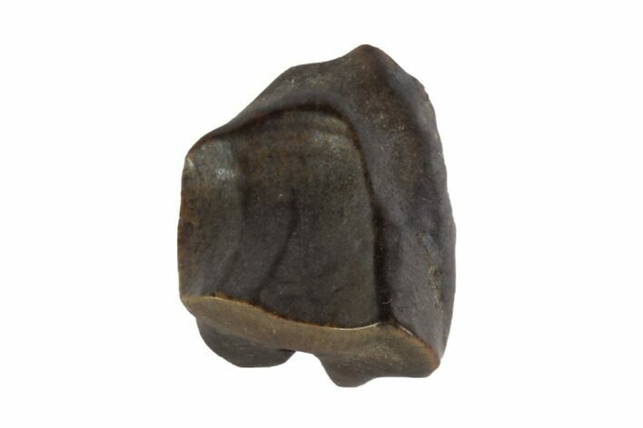 Triceratops Shed Tooth - Montana #93089
